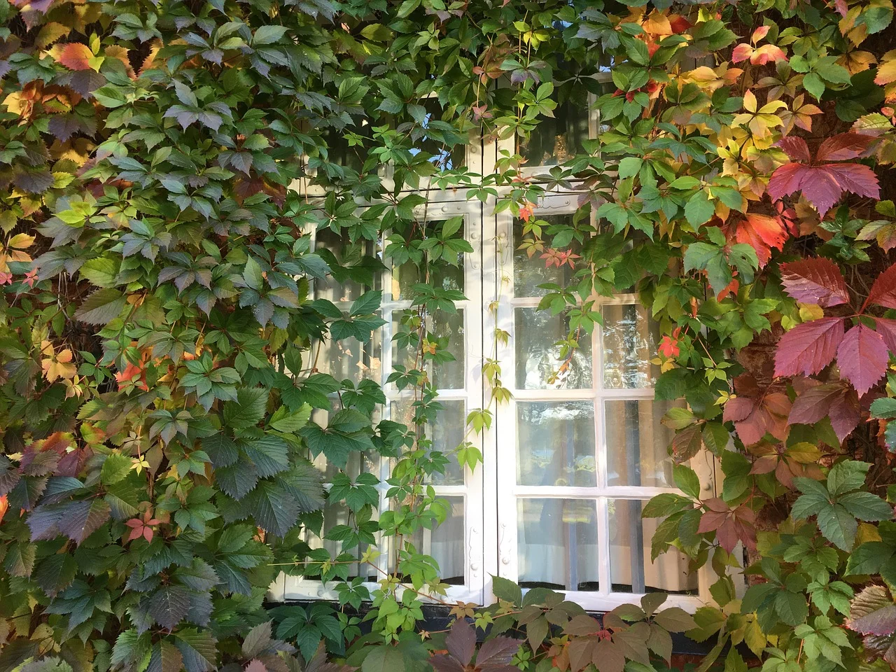 Virginia Creeper.jpg