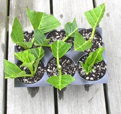propagating hydrangeas.jpg