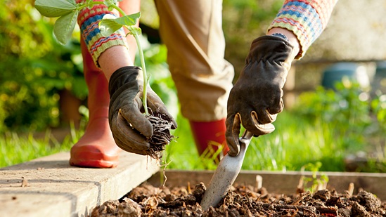 Planting.jpg