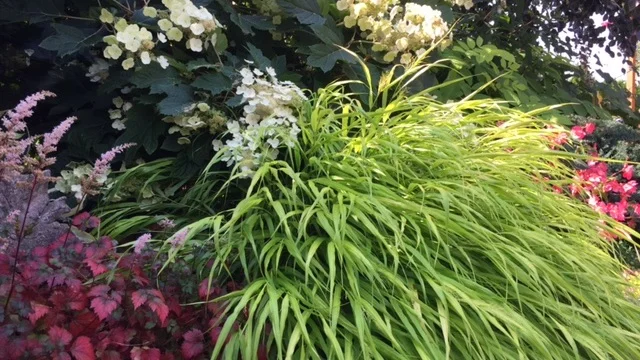 grass+in+steves+yard.jpg