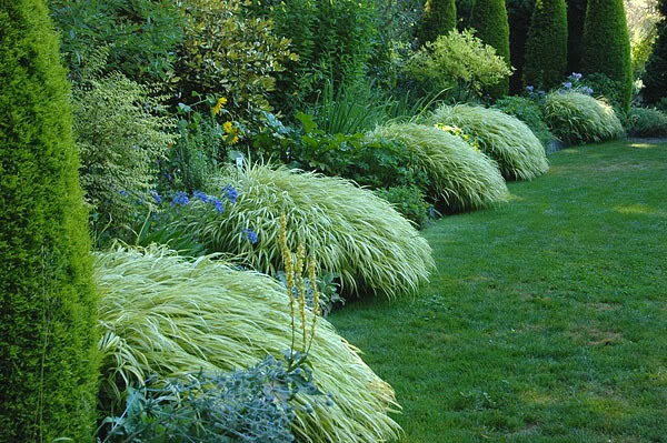 ornamental grasses.jpeg