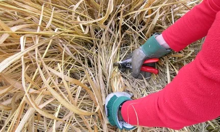 pruning grass.jpg