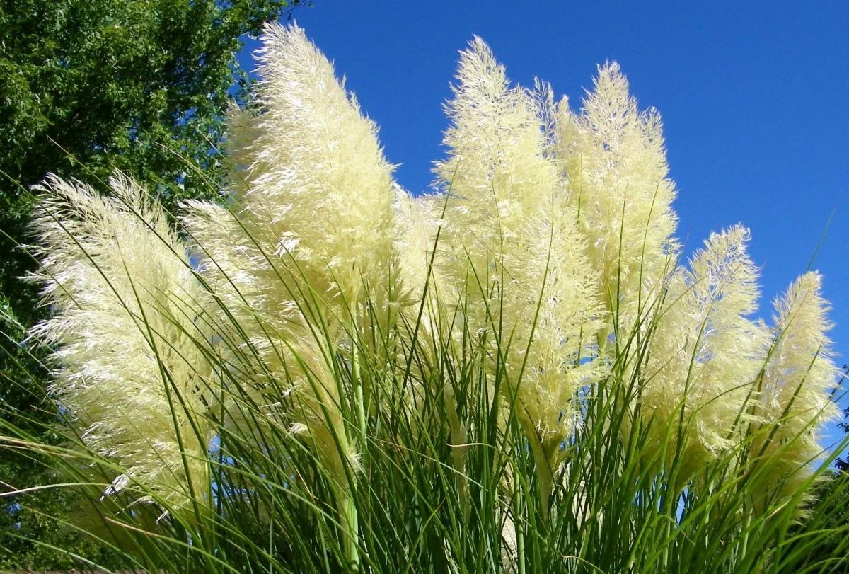 pampas-grass.jpg