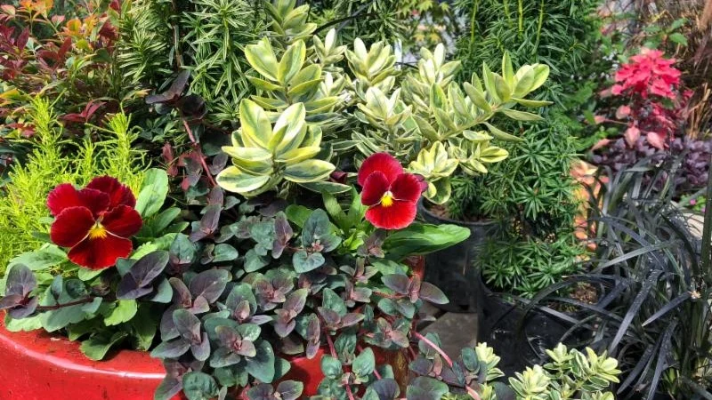 Creating Winter Interest In Our Containers