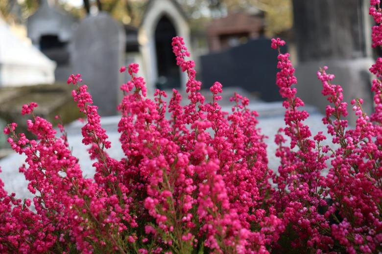 墓地的石楠花。jpg