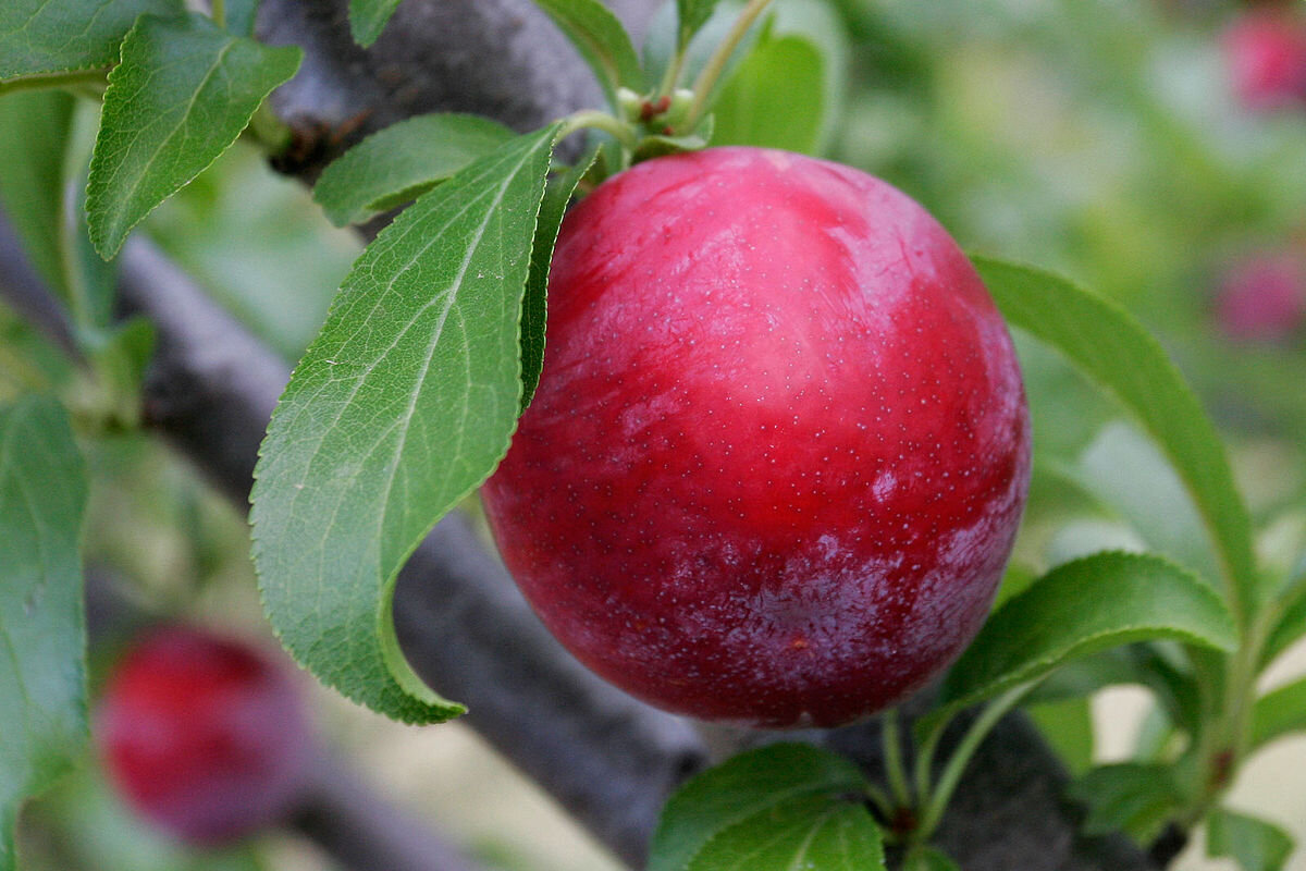 Plum Trees Sunnyside Nursery plum-trees-sunnyside-nursery