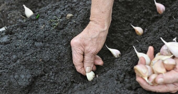 planting-garlic-teleflora.jpg