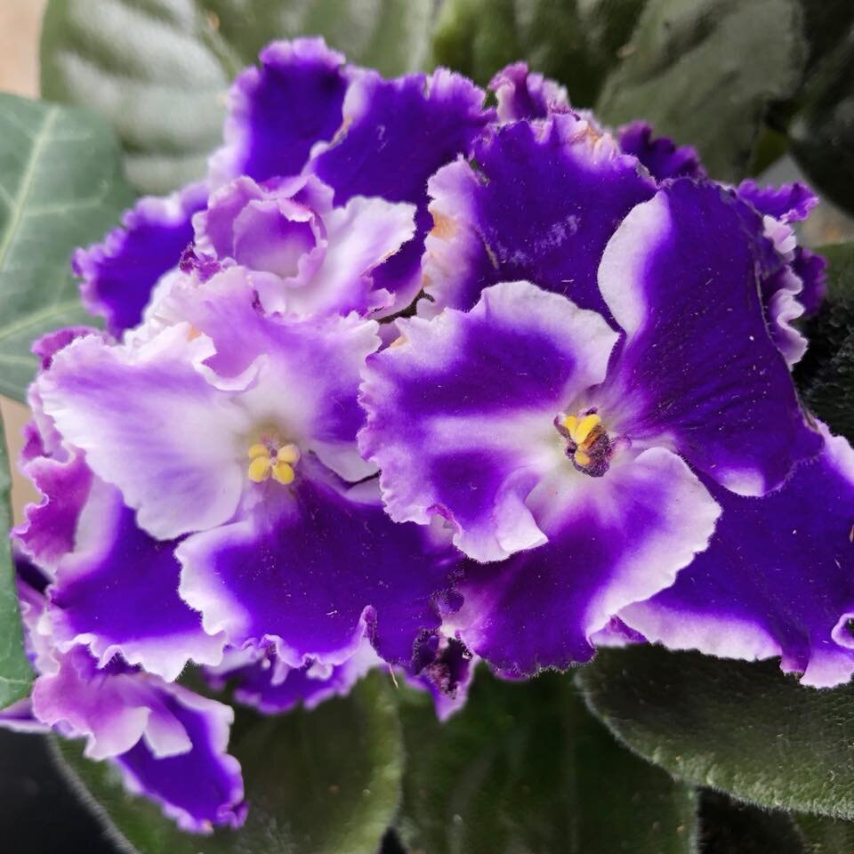非洲violets.jpg