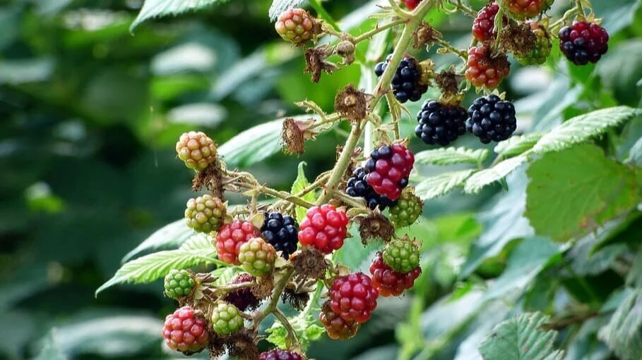 Growing Berries In The Northwest — Sunnyside Nursery