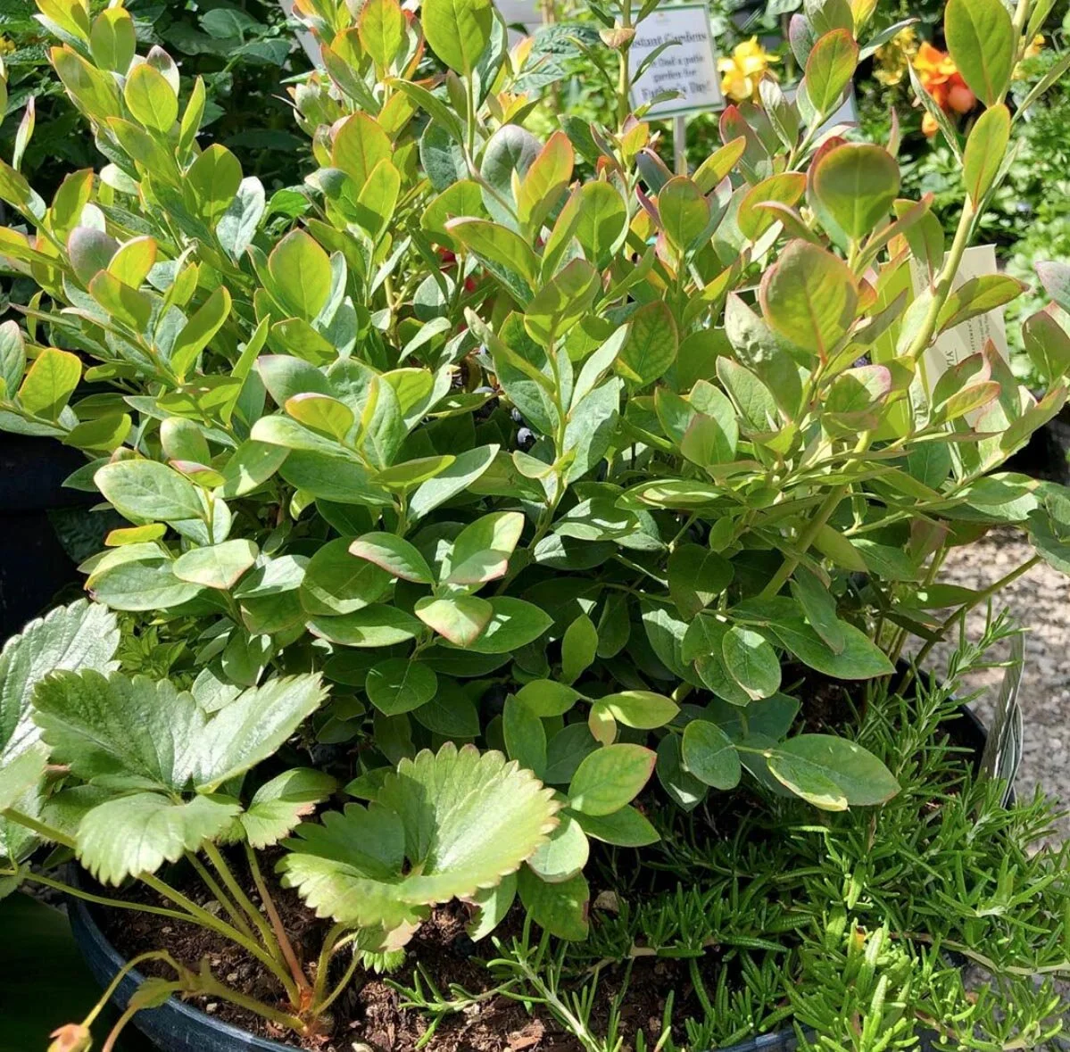 Make Your Own Edible Container