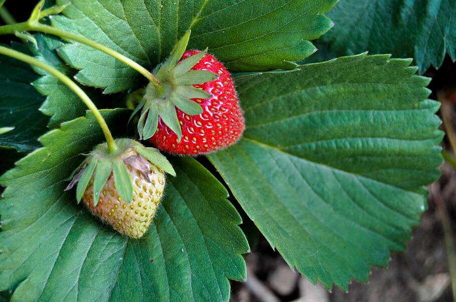 Rainier Strawberry.jpg