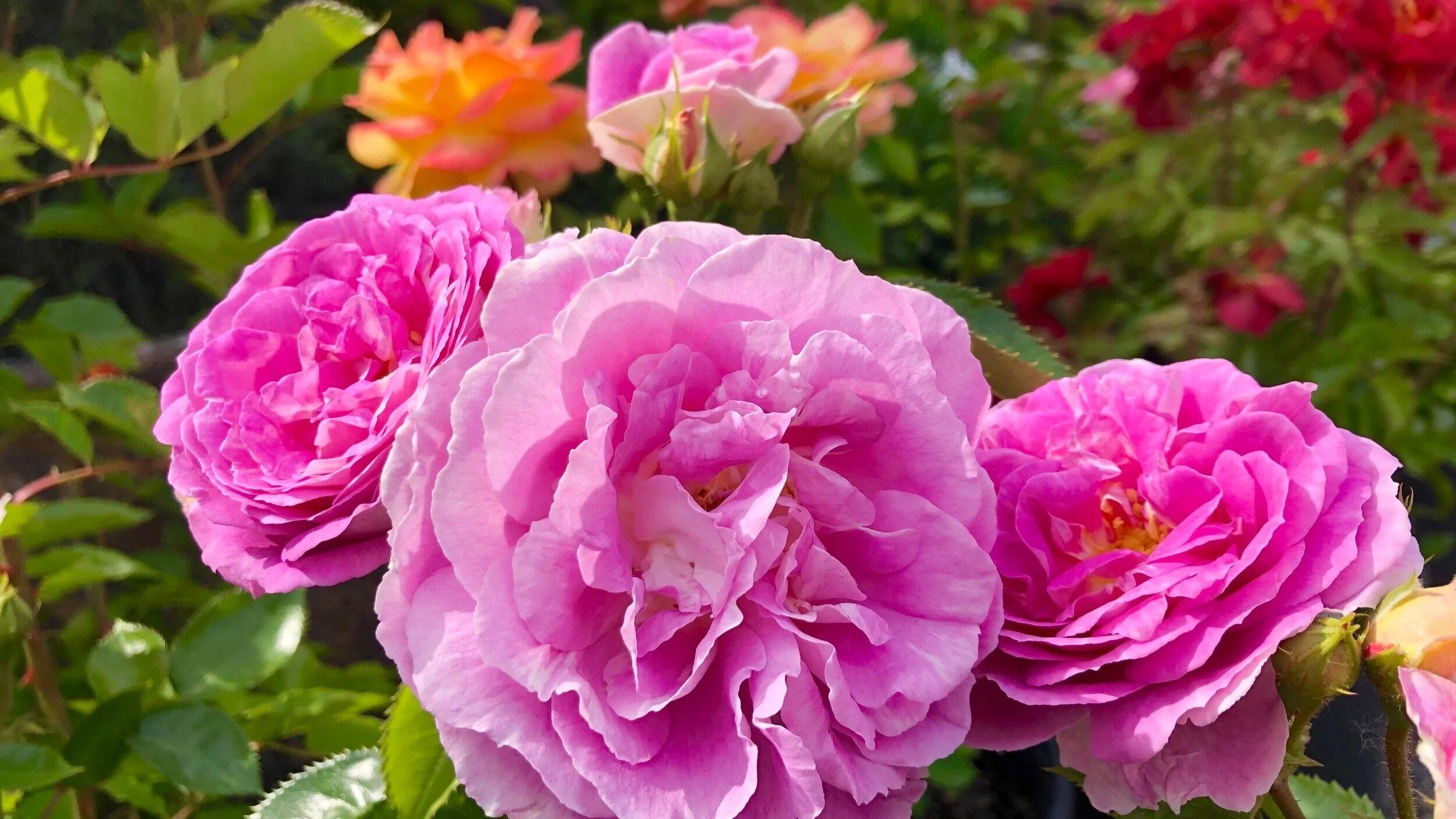 It's Time To Plant Roses — Sunnyside Nursery