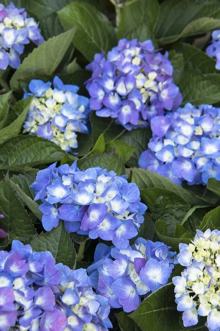 Seaside Serenade Hydrangeas — Sunnyside Nursery