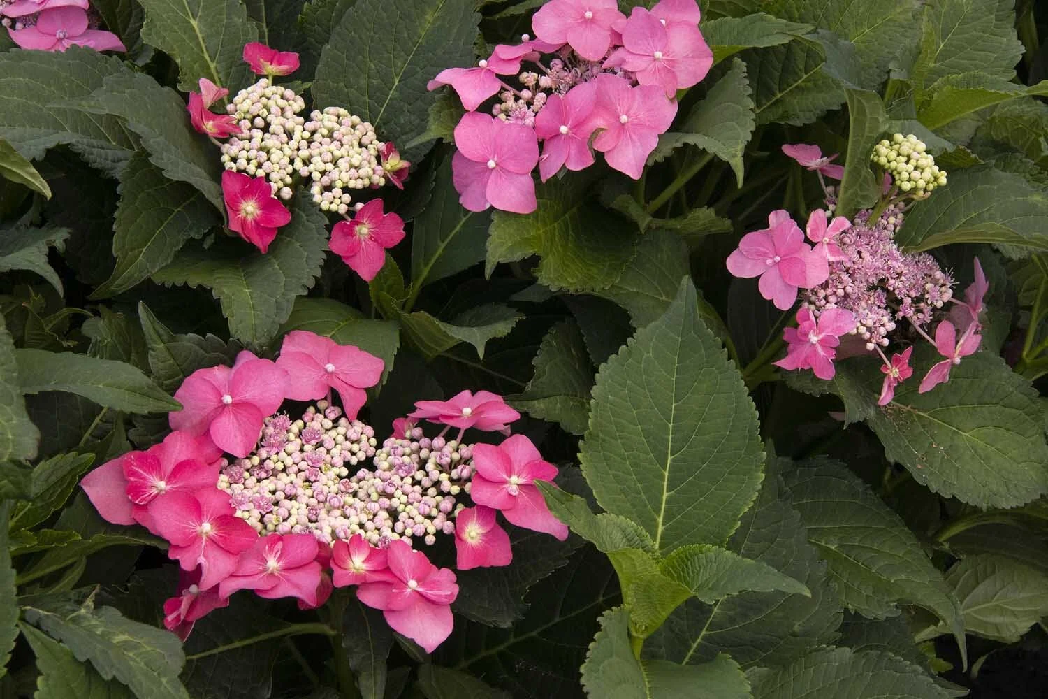 Seaside Serenade Hydrangeas — Sunnyside Nursery
