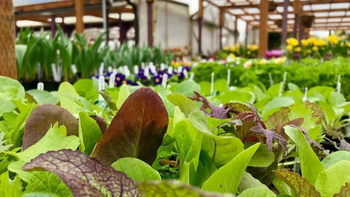 The Joys Of Growing Your Own Veggies