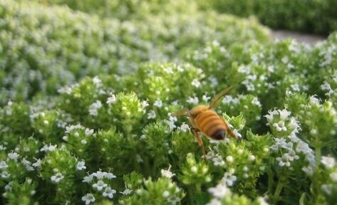 蜜蜂lawn.jpg