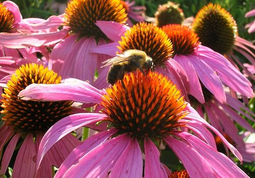 蜜蜂在echinacea.jpg