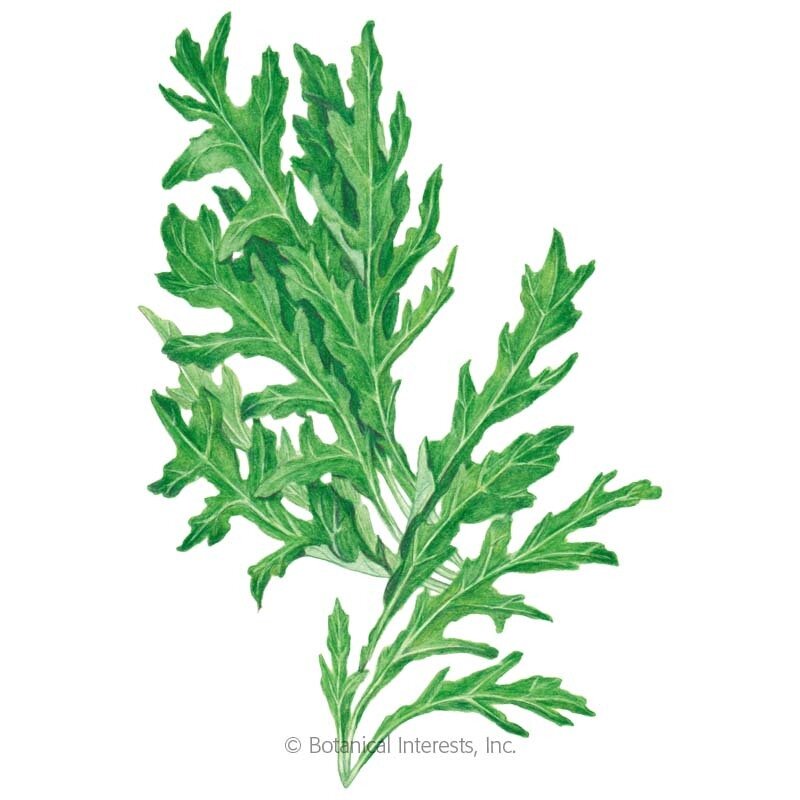 Arugula-Wild-Rocky-ORG.jpg