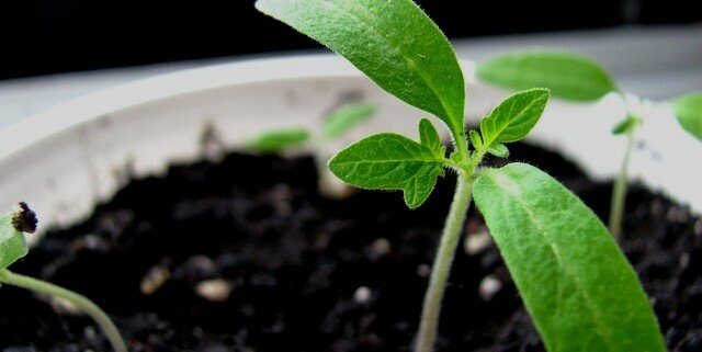 Candy Stevia Seeds – Botanical Interests
