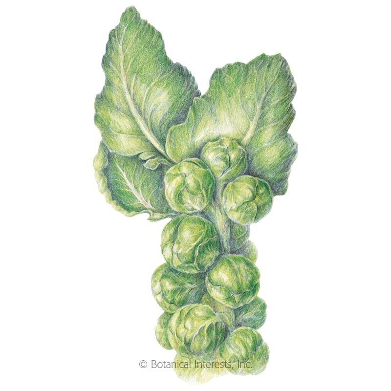 Brussels-Sprouts-Long-Is.jpg