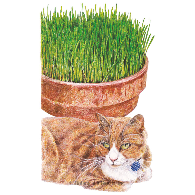 Cat-Grass-Mix-ORG.jpg