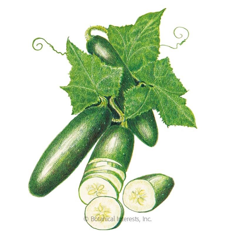 Cucumber-Poinsett76.jpg