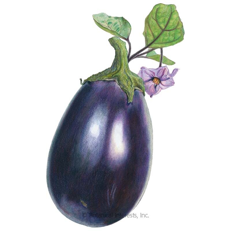 Eggplant-Black-Beauty.jpg