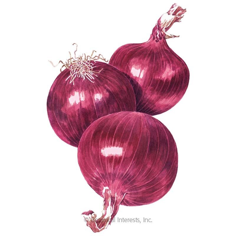 Onion-Bulb-Cabernet-ORG.jpg