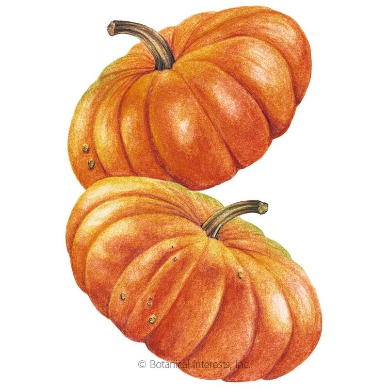Pumpkin-French-Cinder.jpg