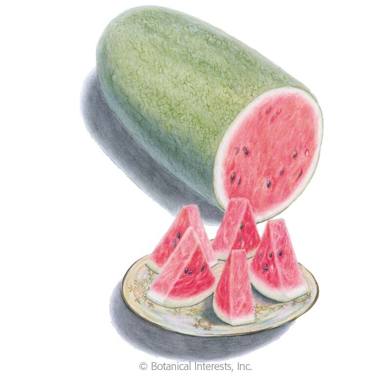 Watermelon-Charleston-Gray.jpg