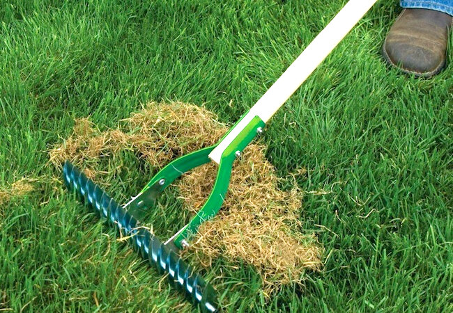 This Is The Perfect Month To Dethatch Your Lawn — Sunnyside Nursery