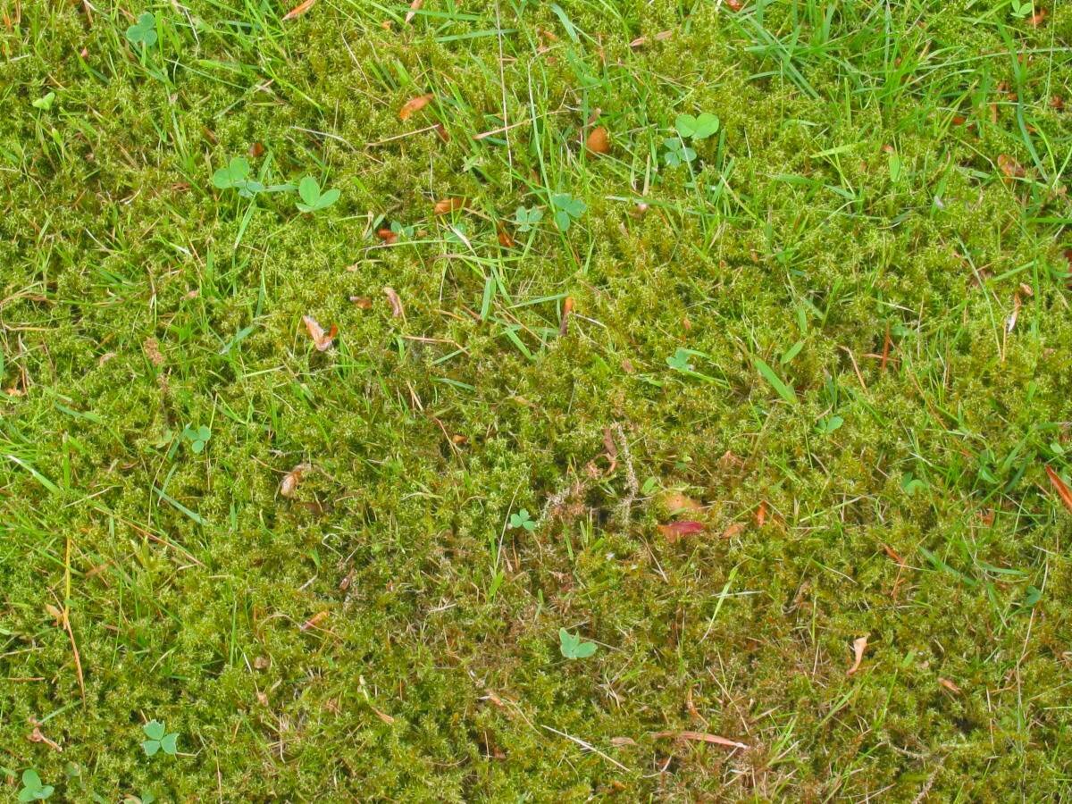 苔藓在lawn.jpg