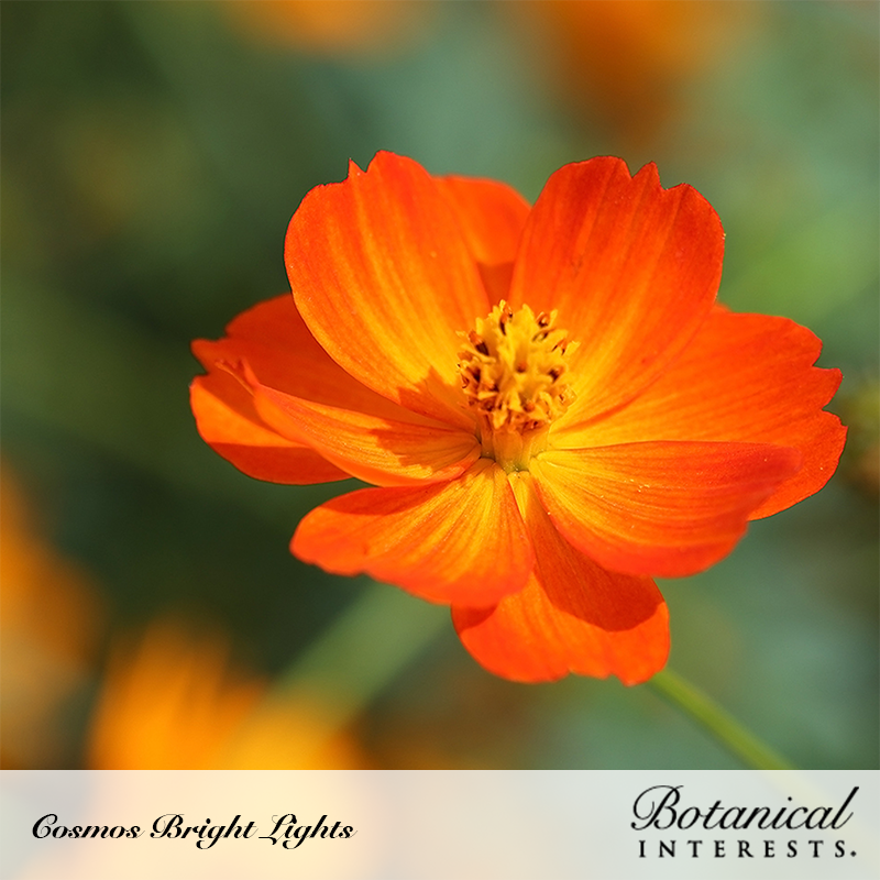 Cosmos Bright Light Blend.png