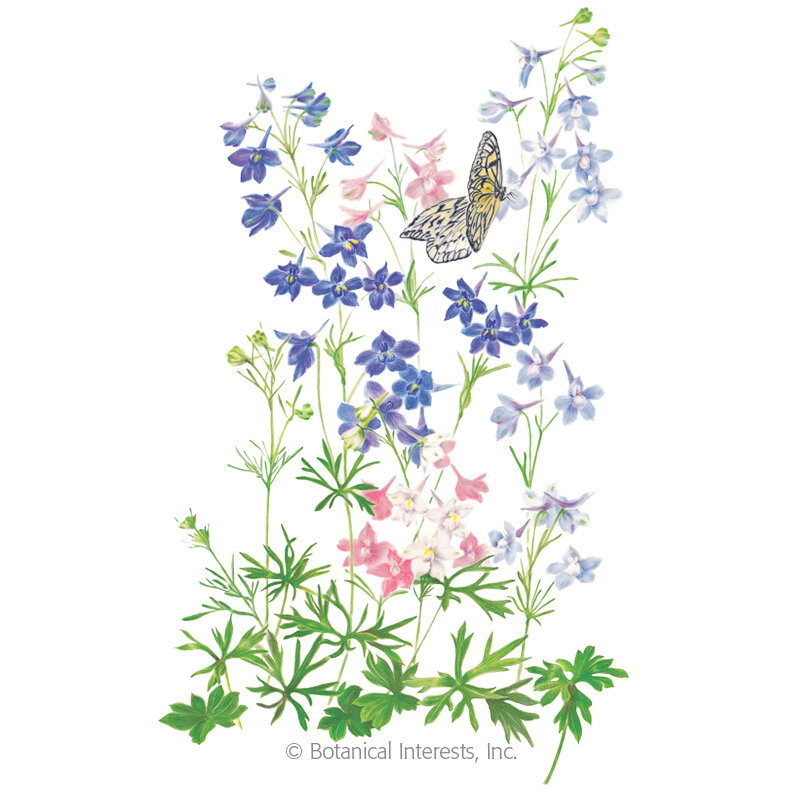 Delphinium-Butterfly-Blend.jpg