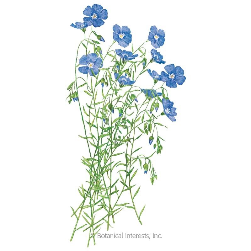 Flax-Blue.jpg