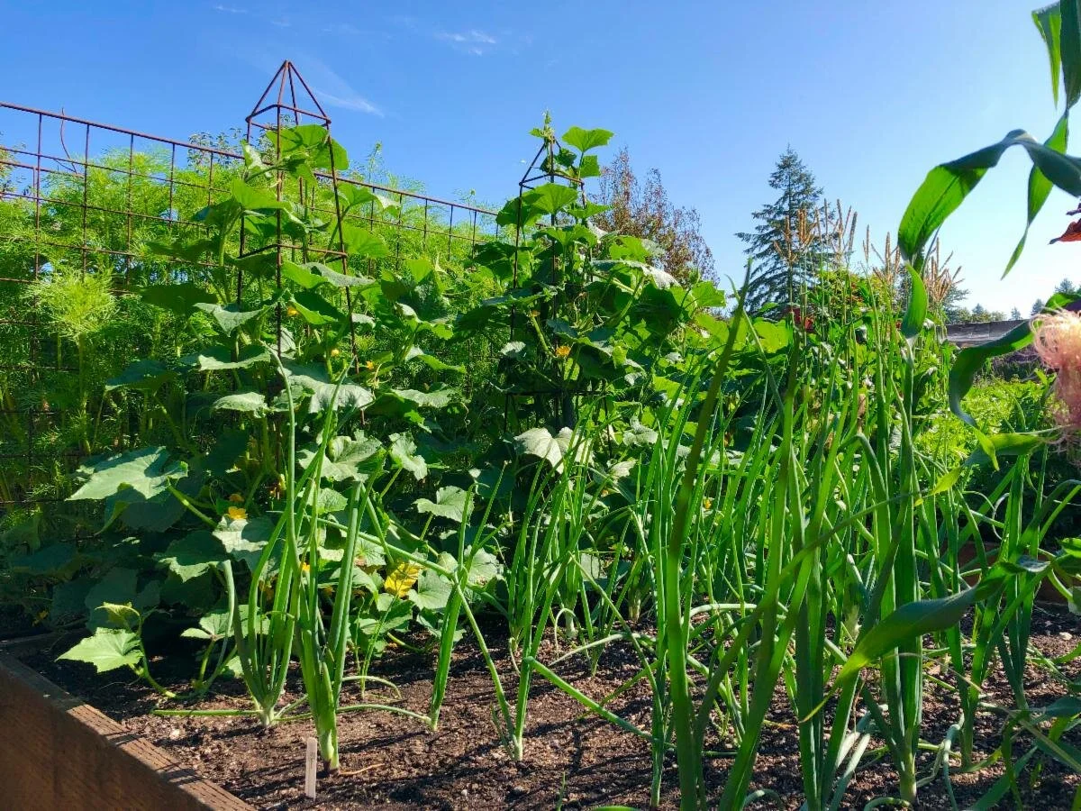 Tips For Making Your “Victory Garden” Victorious
