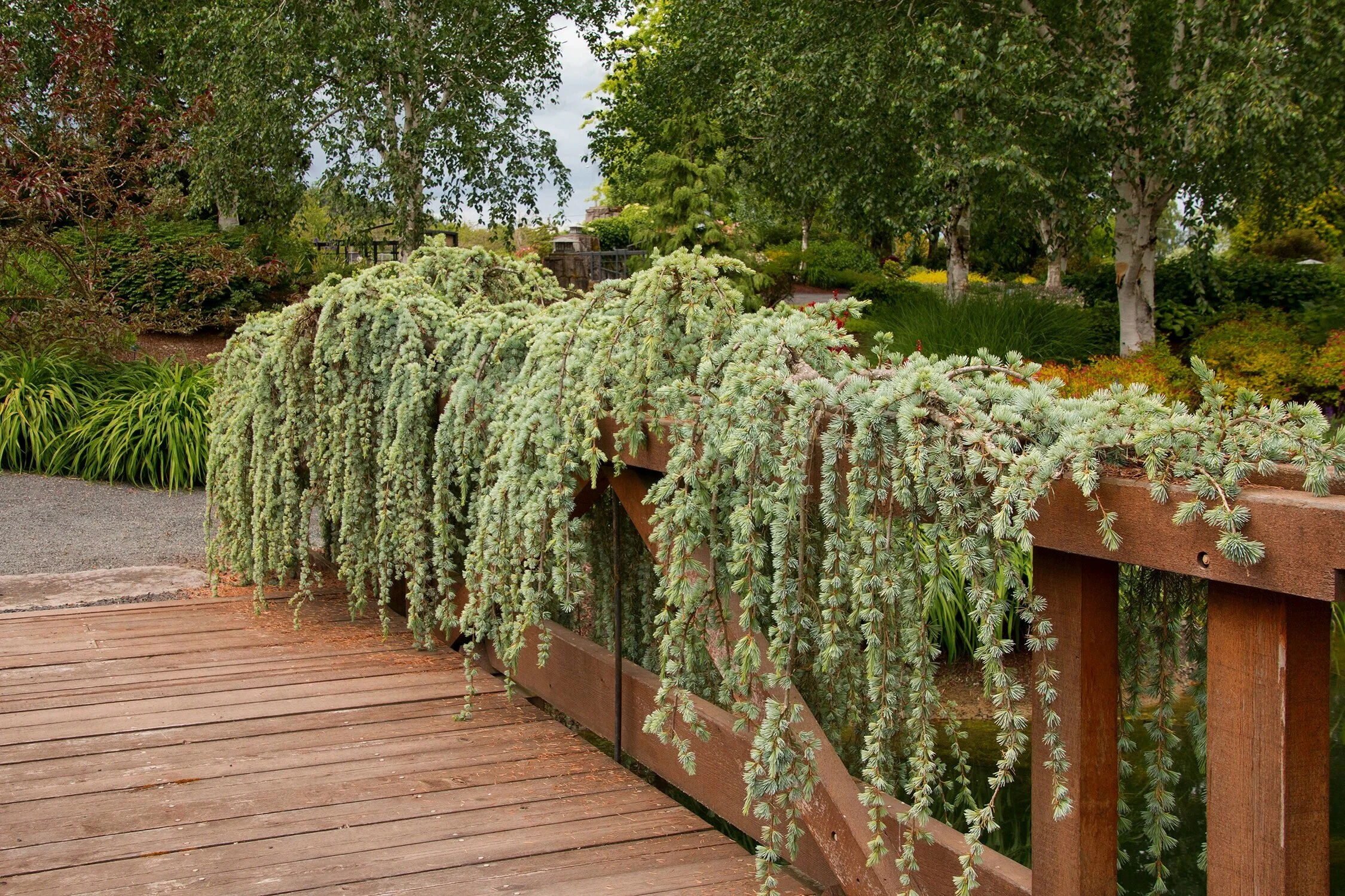 How To Prune Weeping Plants — Sunnyside Nursery