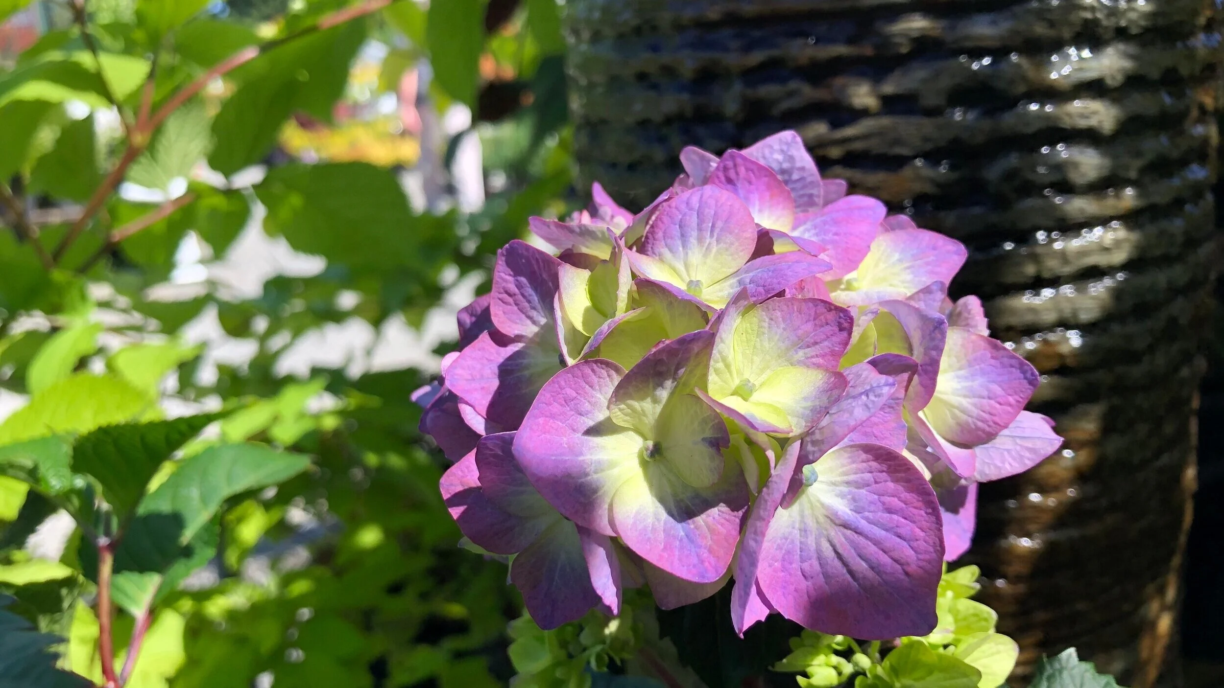 In Search Of The Coveted Dark-Leaved Hydrangea