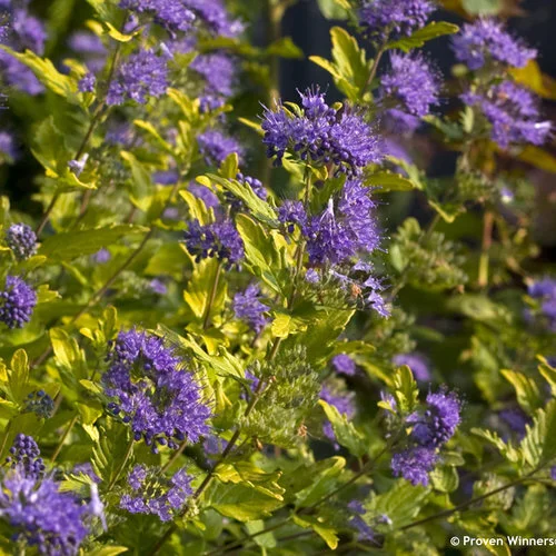 Modern Bluebeard Every Garden Needs A Bluebeard In It — Sunnyside Nursery