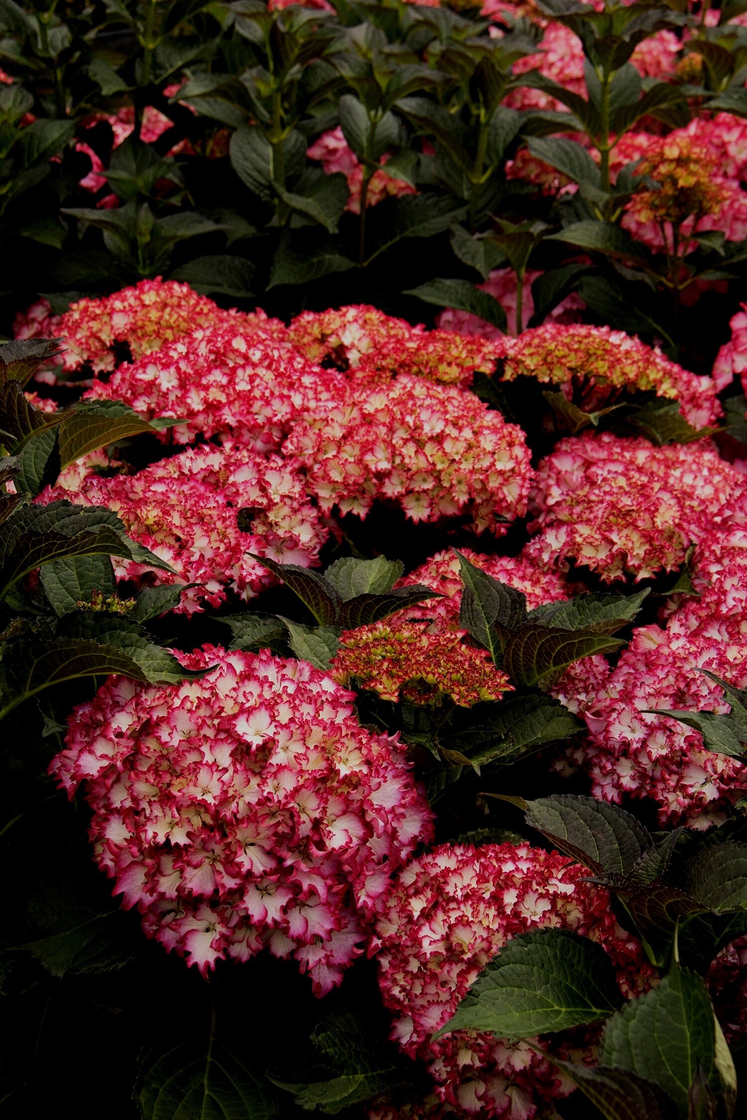 Image of Seaside Serenade hydrangea in fall colors