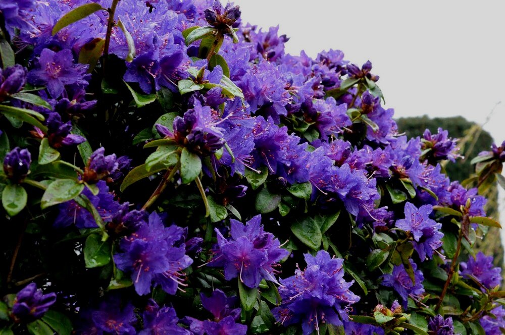 Blue%2BRhododendrons.jpg
