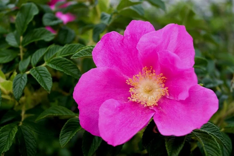 Growing Rugosa Roses Rugosa Roses — Sunnyside Nursery