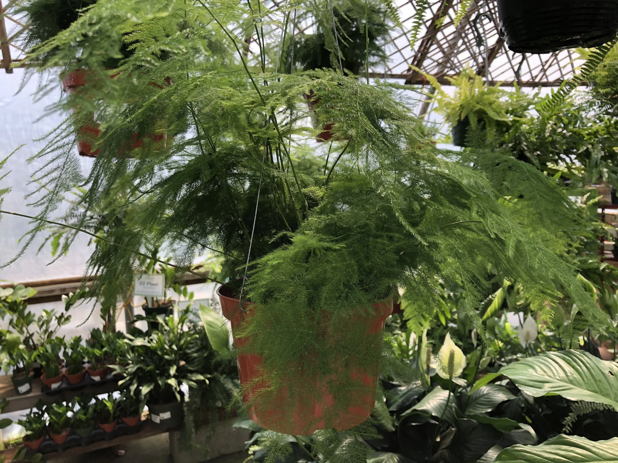 Houseplant Hanging Baskets — Sunnyside Nursery