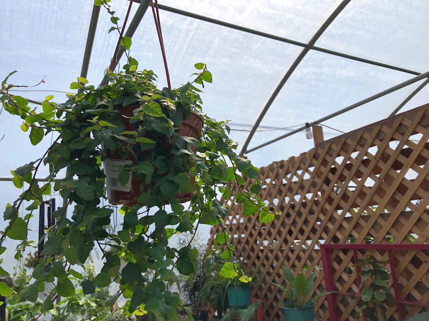 Houseplant Hanging Baskets — Sunnyside Nursery