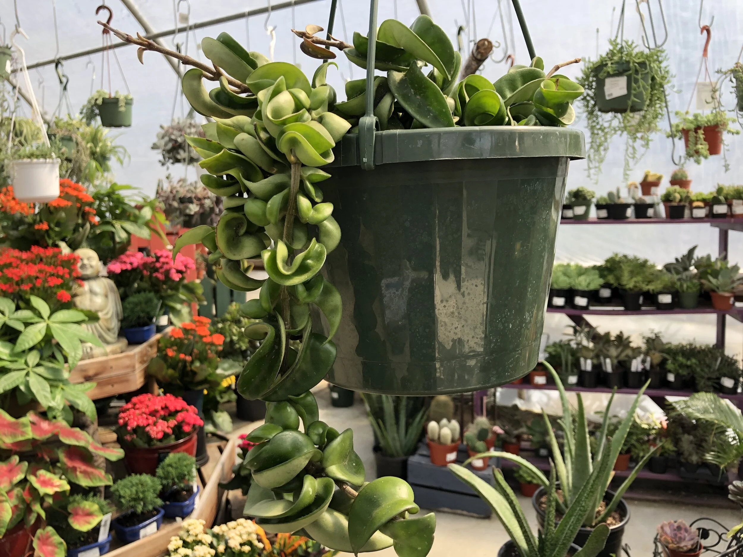 Houseplant Hanging Baskets — Sunnyside Nursery