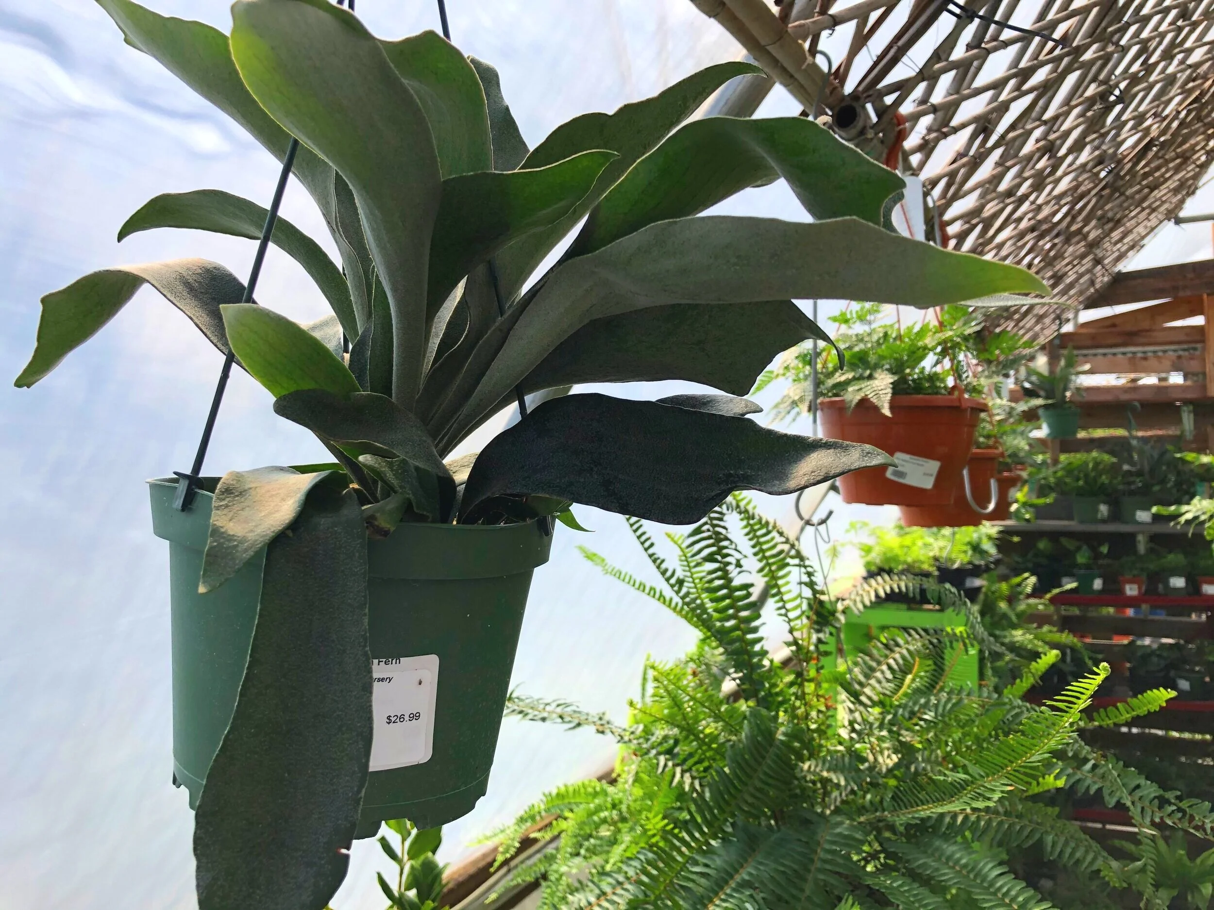 Houseplant Hanging Baskets — Sunnyside Nursery