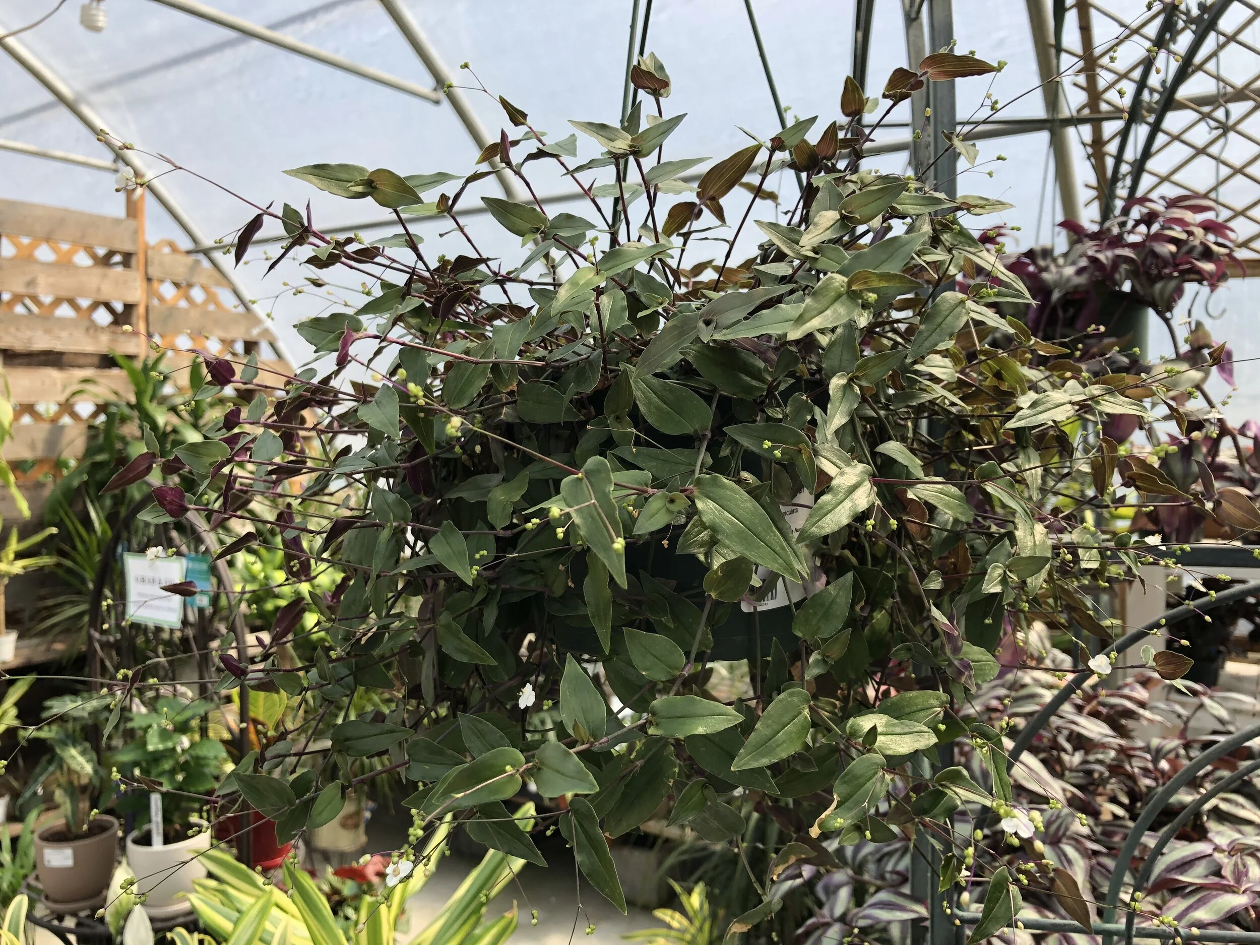 Houseplant Hanging Baskets Sunnyside Nursery