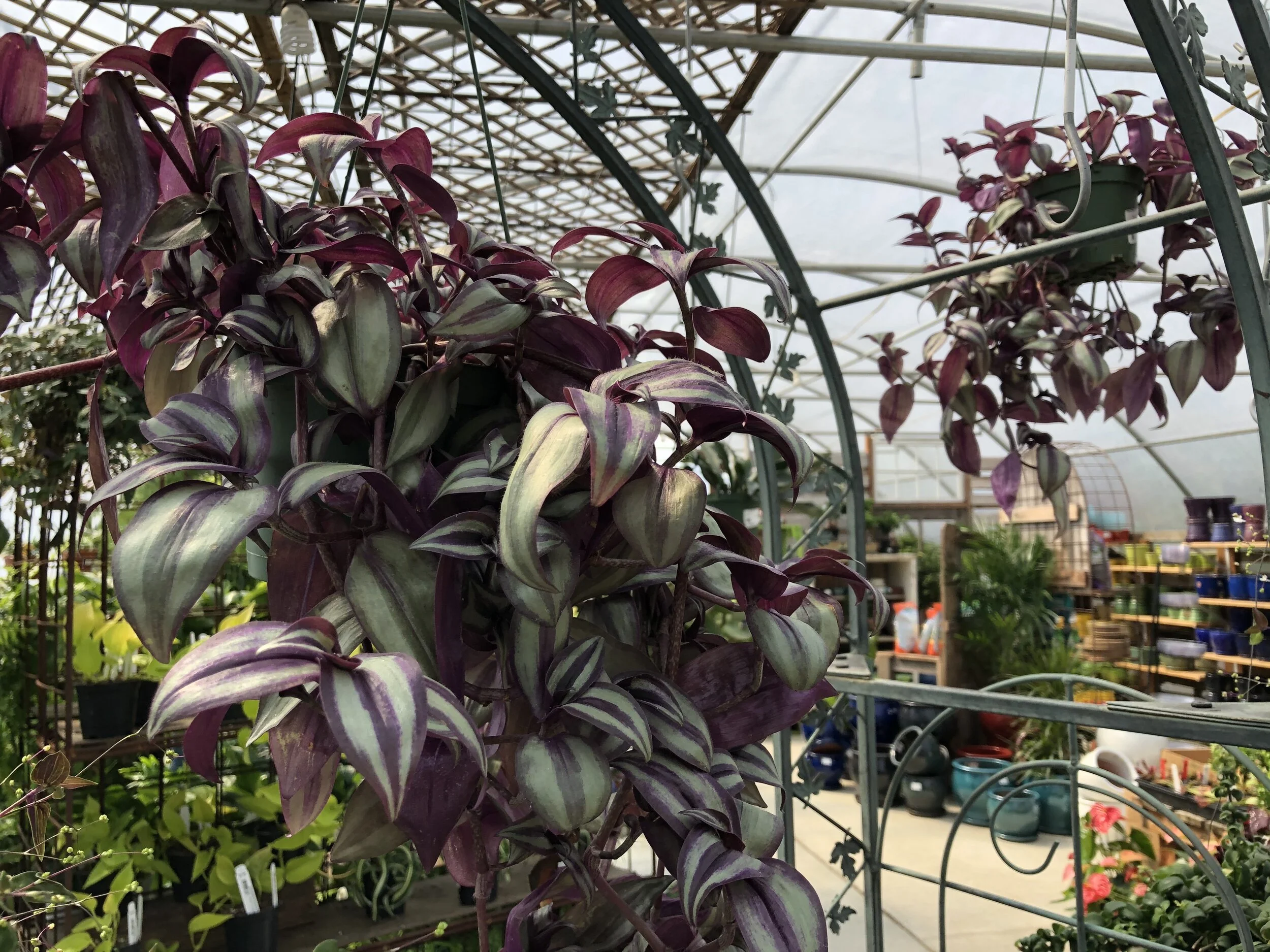 Houseplant Hanging Baskets — Sunnyside Nursery