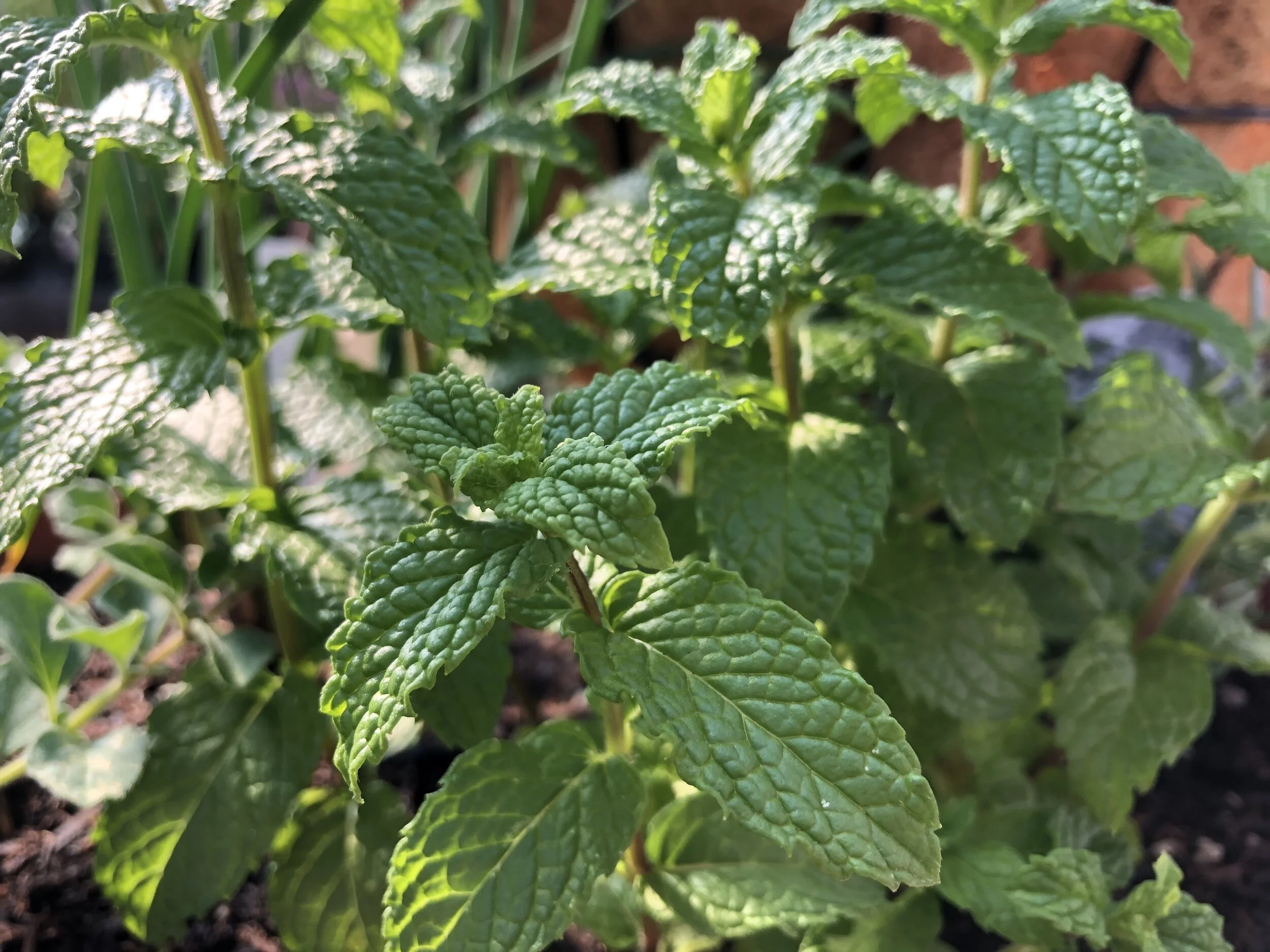 Perennial Herbs You Can Grown Year 'Round — Sunnyside Nursery