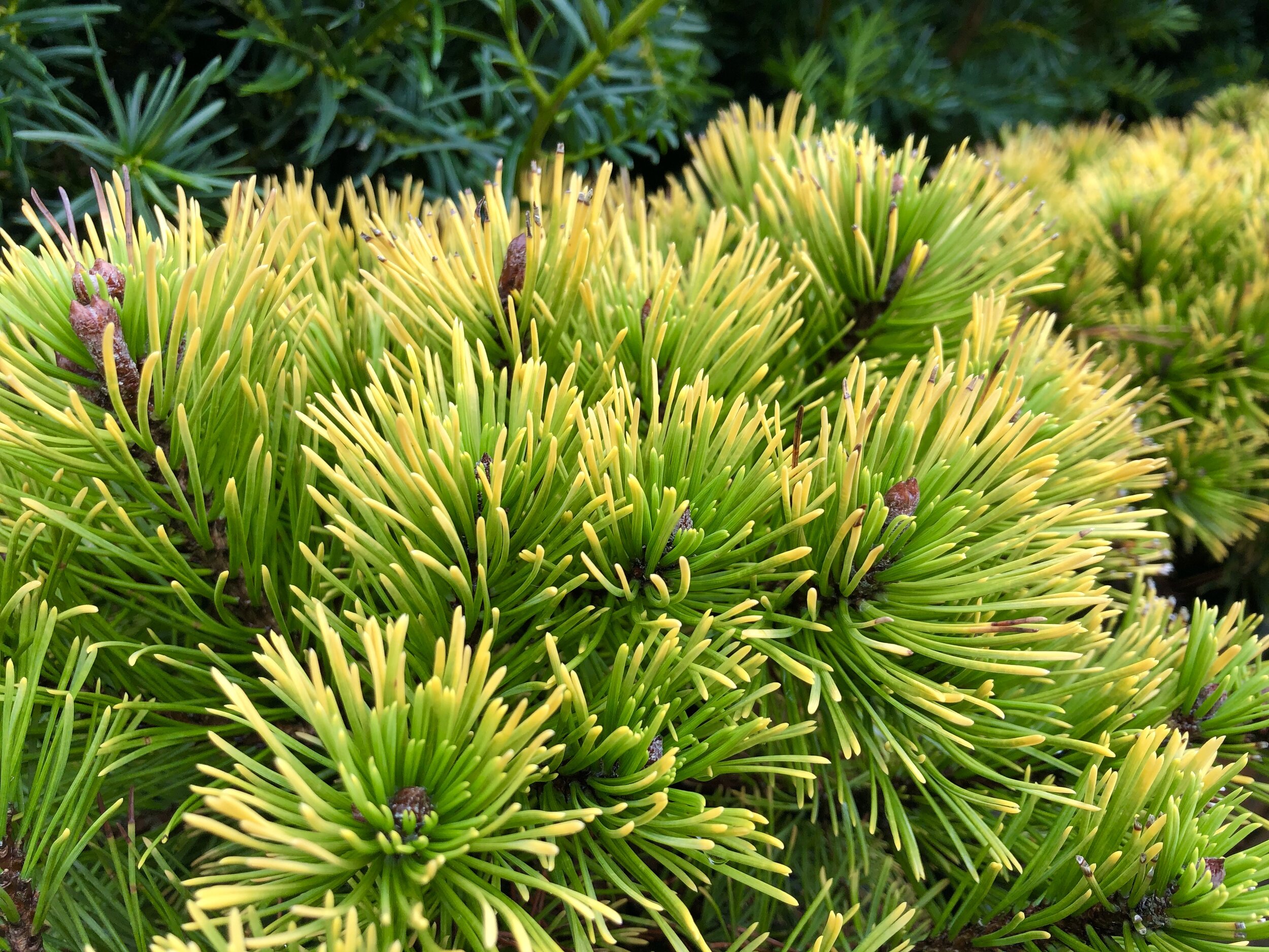 Carsten's Wintergold Mugo Pine.JPG